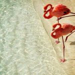 Flamingo Discovery